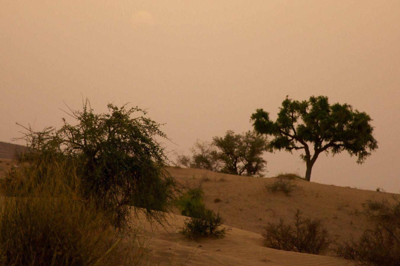 Thar Desert Jodhpur