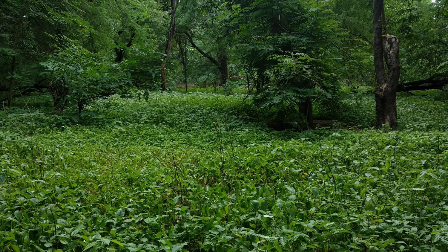 Indroda Nature Park Ahmedabad