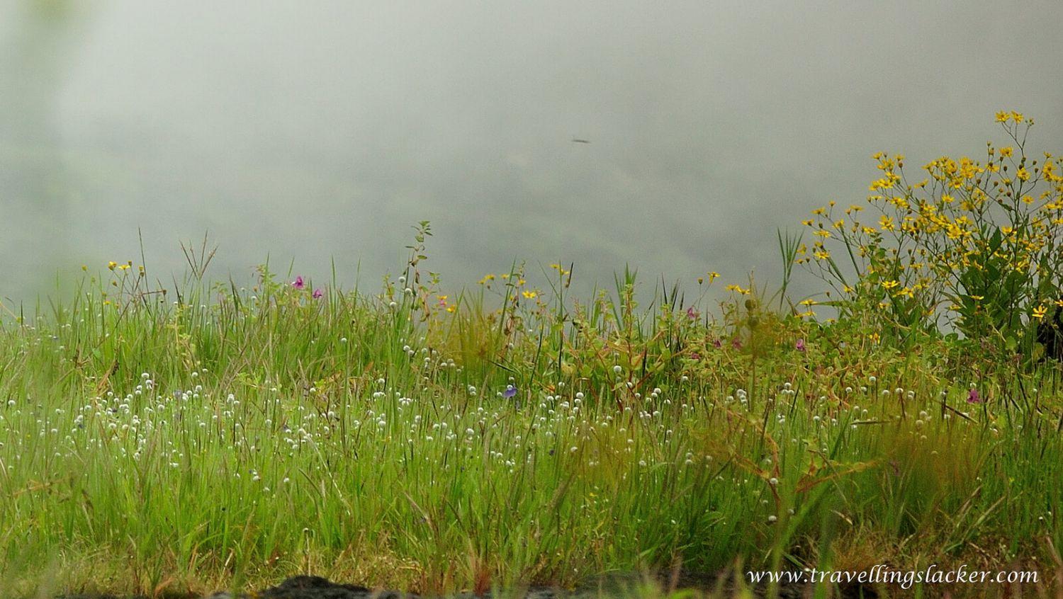 Kaas Plateau Satara