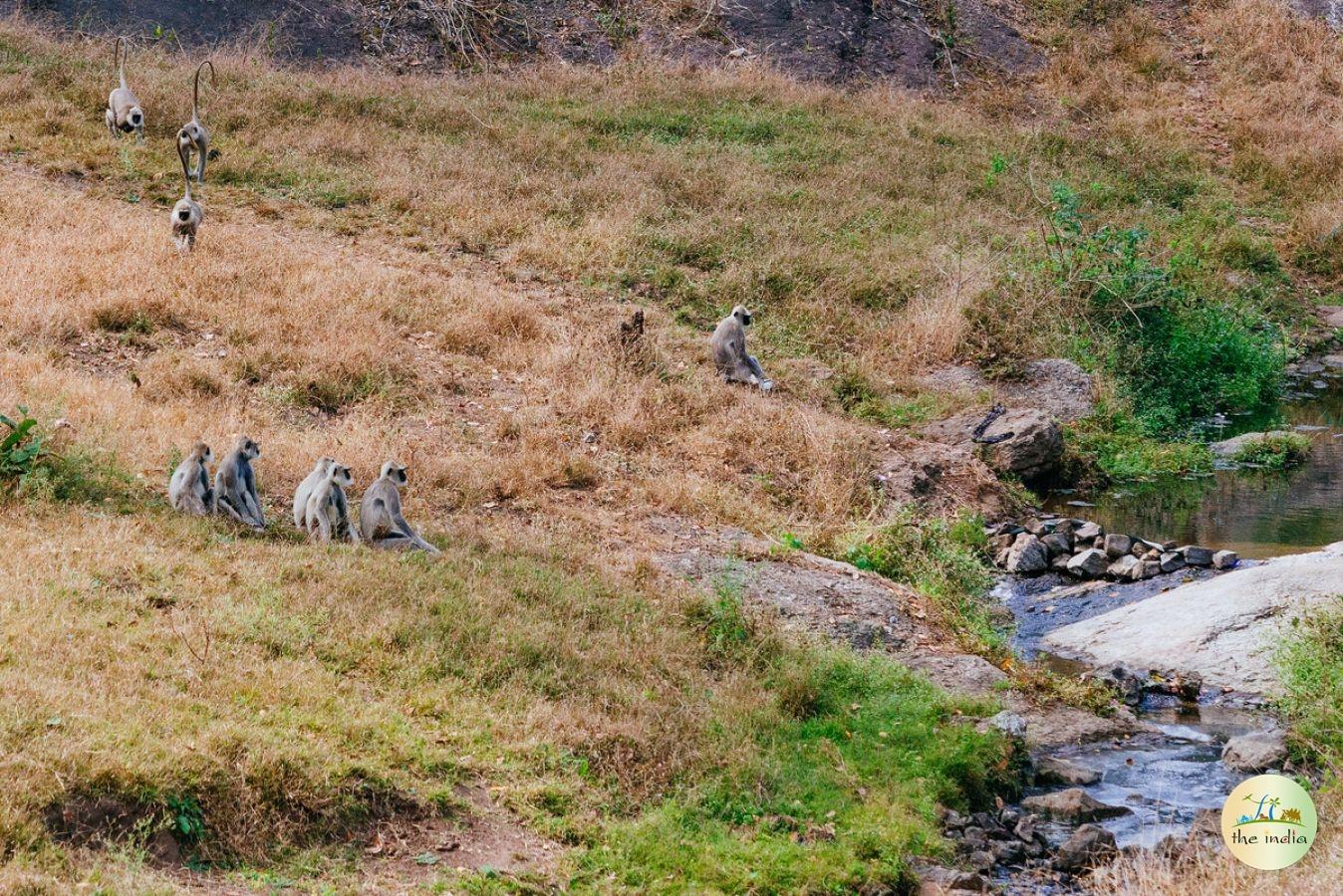 Kuno-Palpur Wildlife Sanctuary Shivpuri