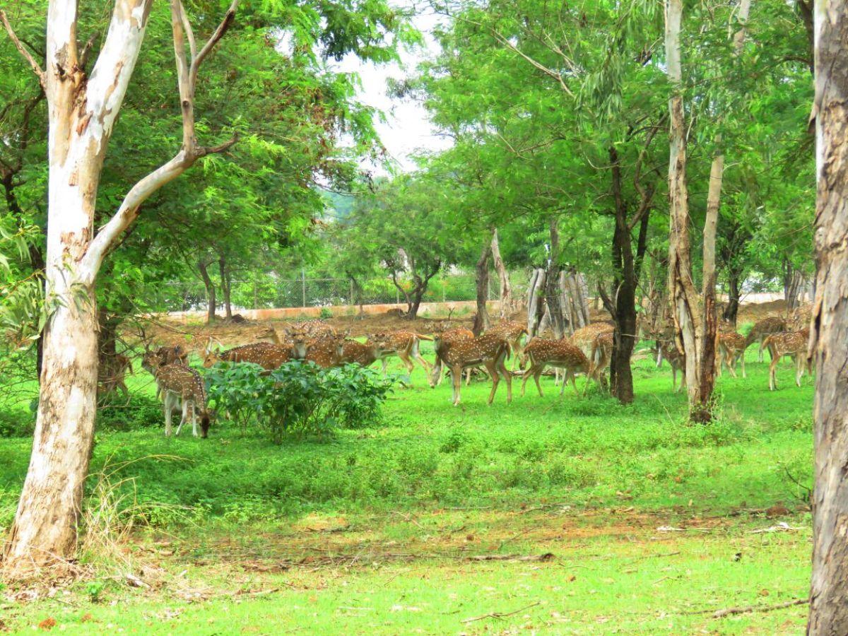 Nandanvan Jungle Safari Raipur