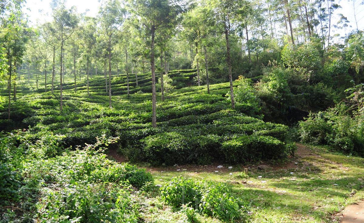 Mattupetty Dam Munnar