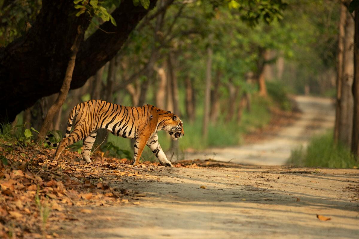 Kuno-Palpur Wildlife Sanctuary