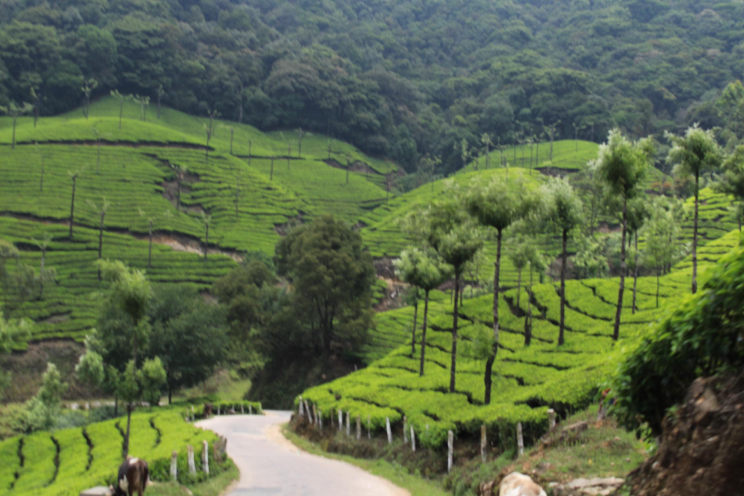 Munnar Hill Station Munnar