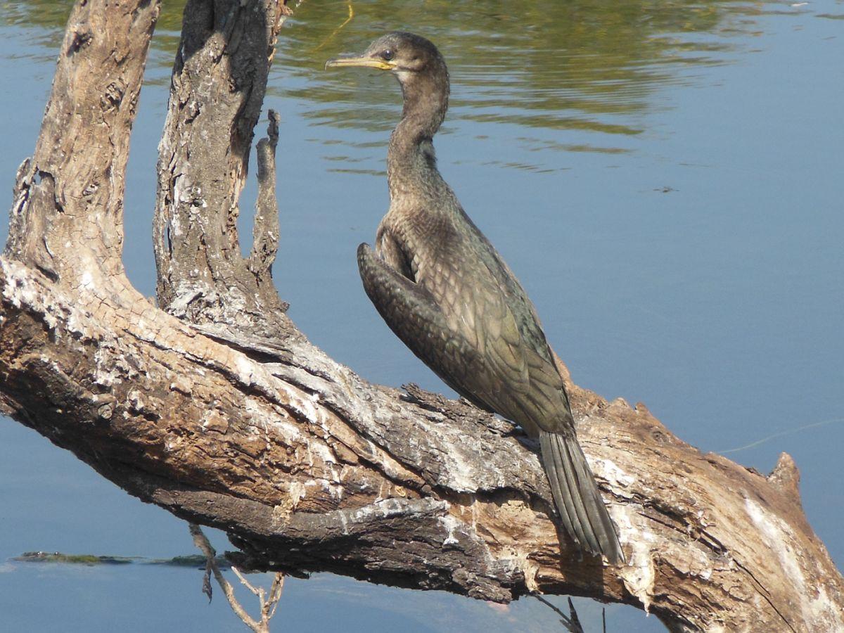 Keoladeo National Park Bharatpur