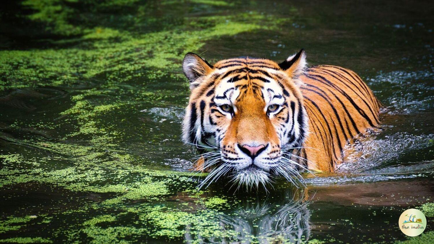 Tadoba-Andhari Tiger Reserve Chandrapur