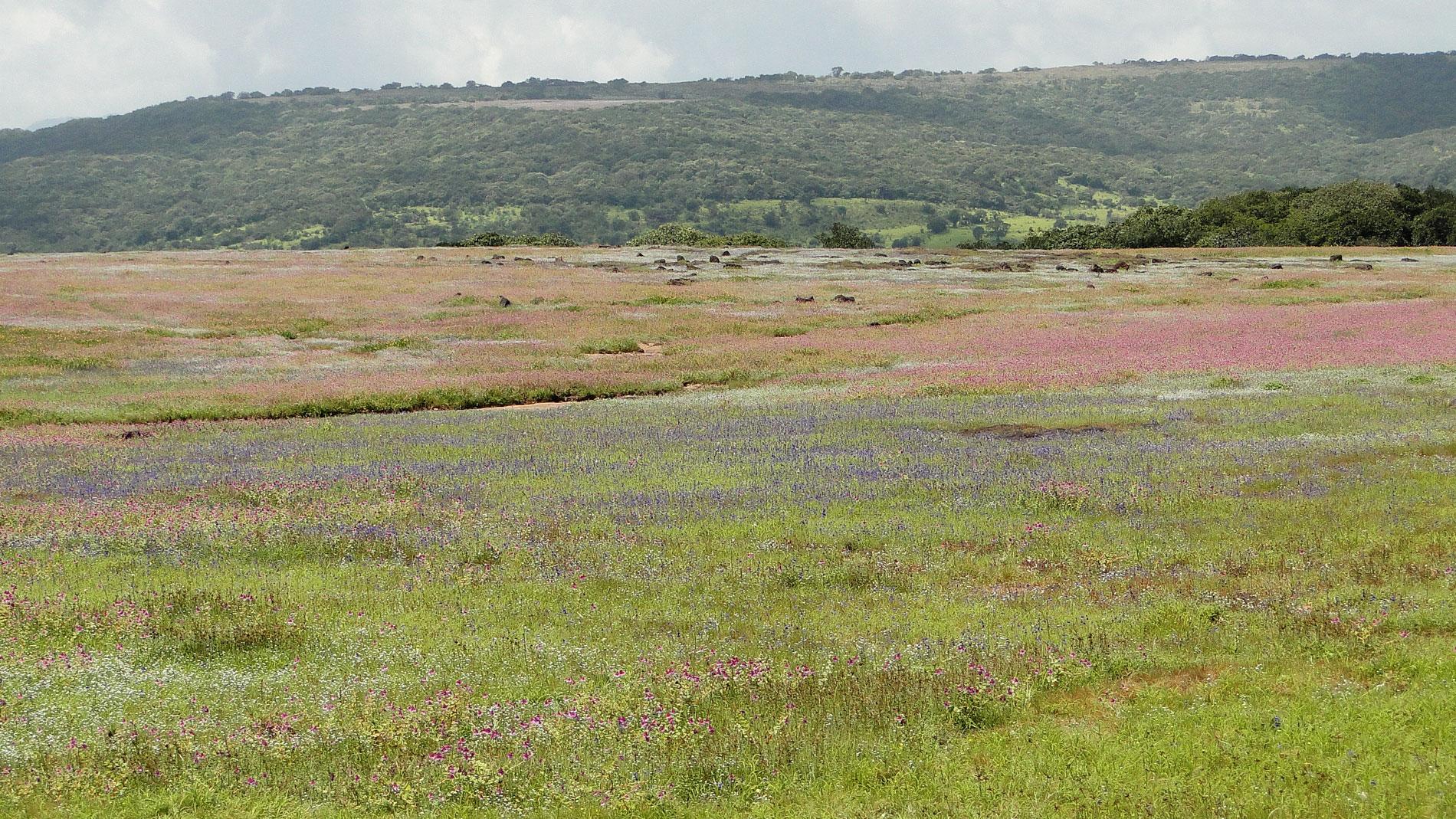 Kaas Plateau Satara