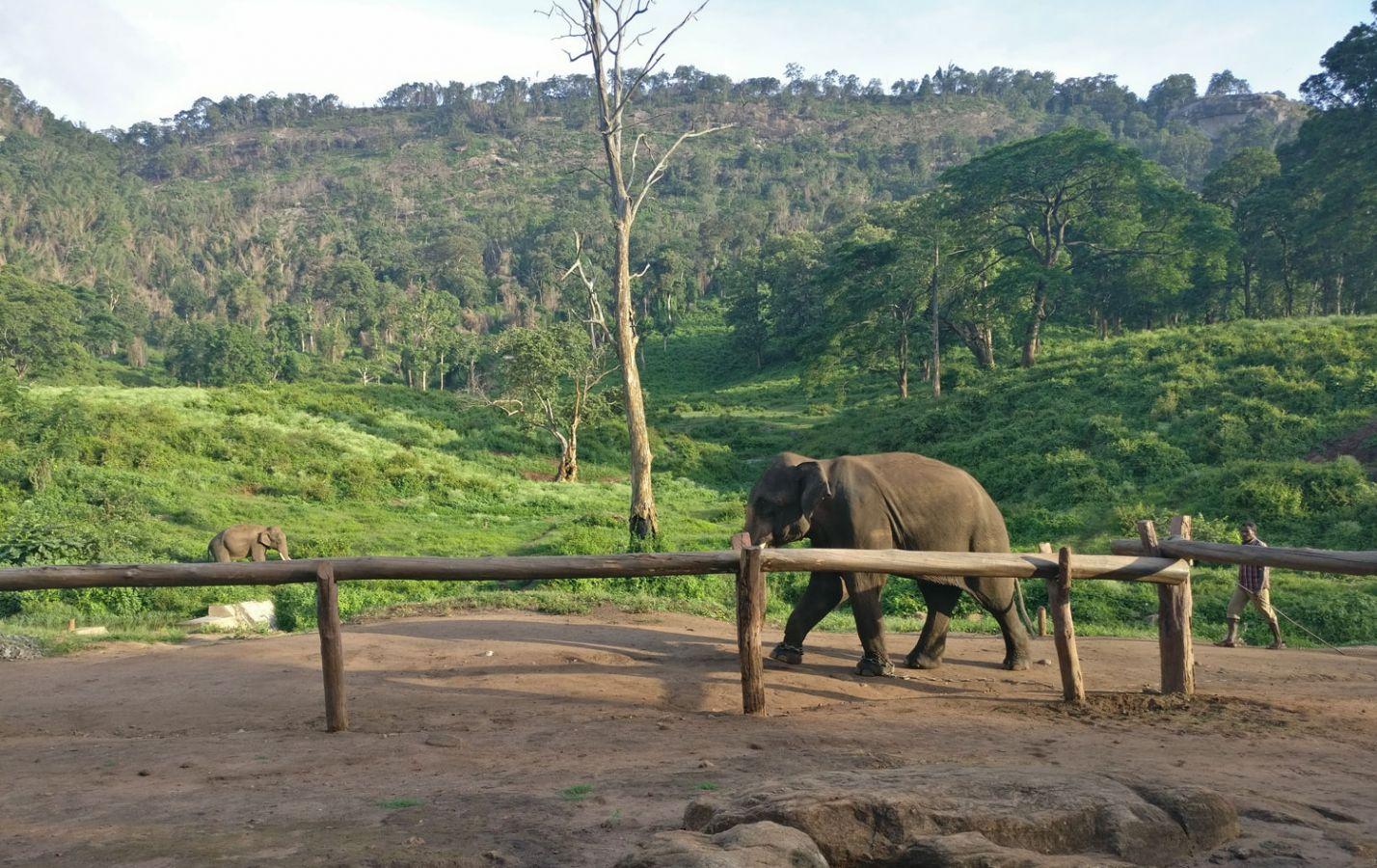 Aalliyar Reserve Forest Coimbatore