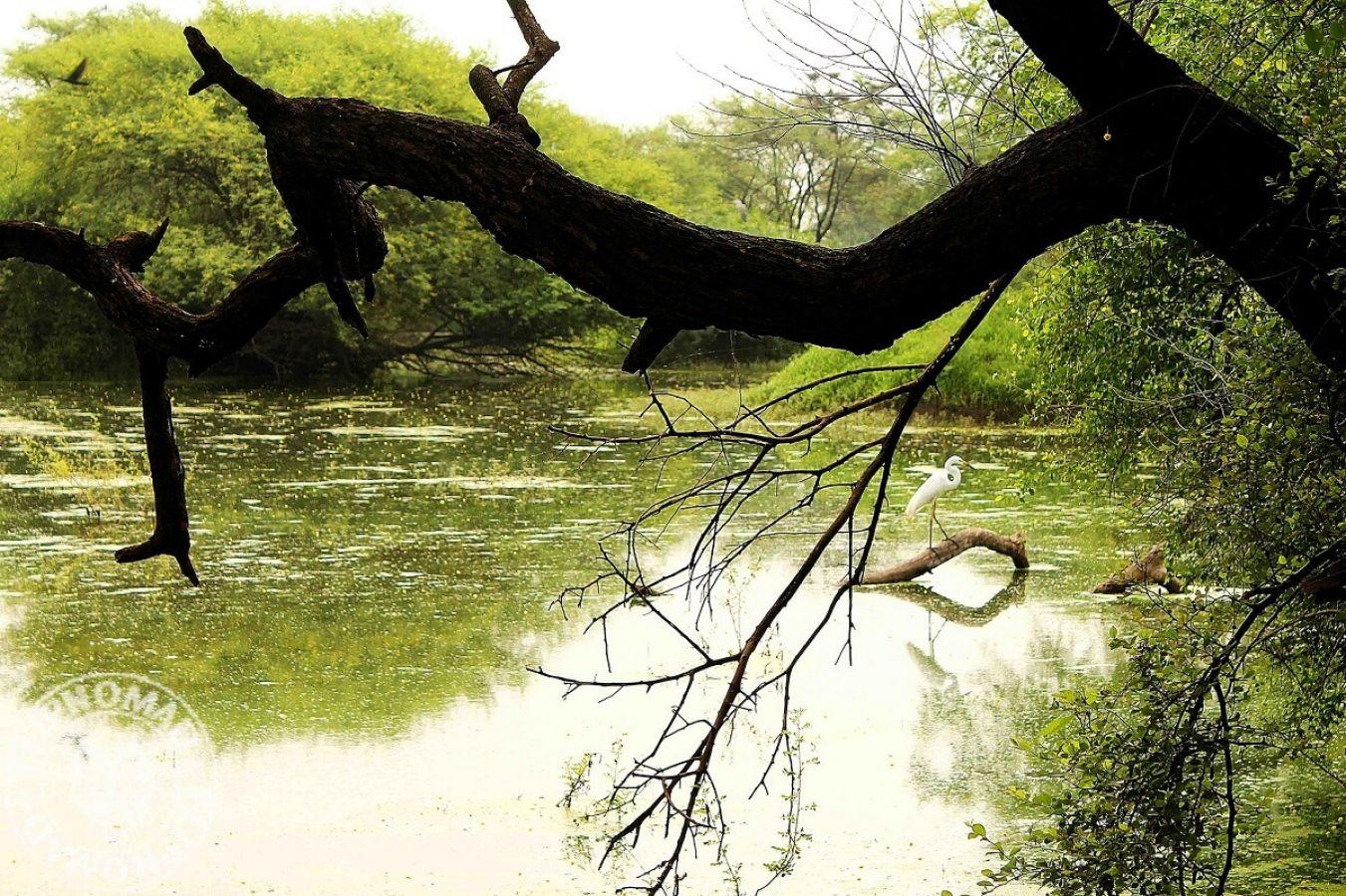 Keoladeo National Park Bharatpur