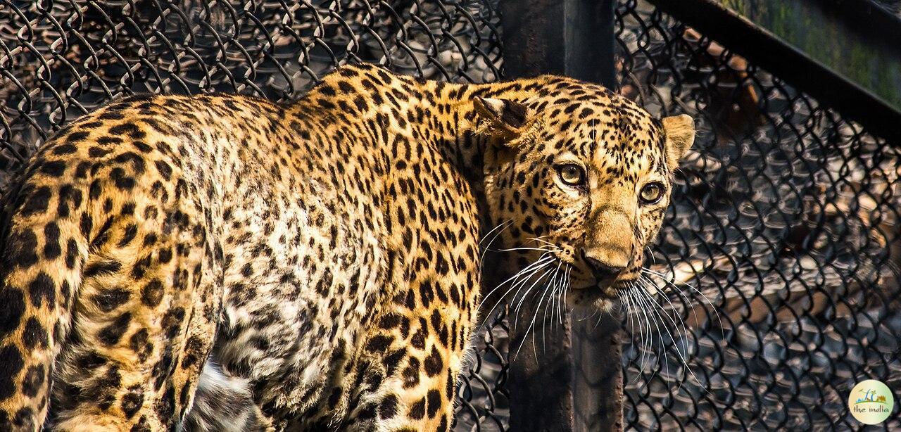 Alipore Zoological Garden