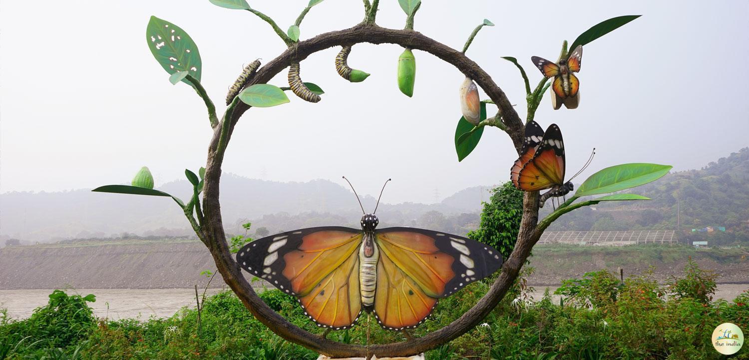 Butterfly Garden