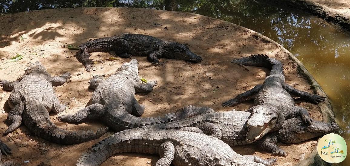 Crocodile Park Chennai