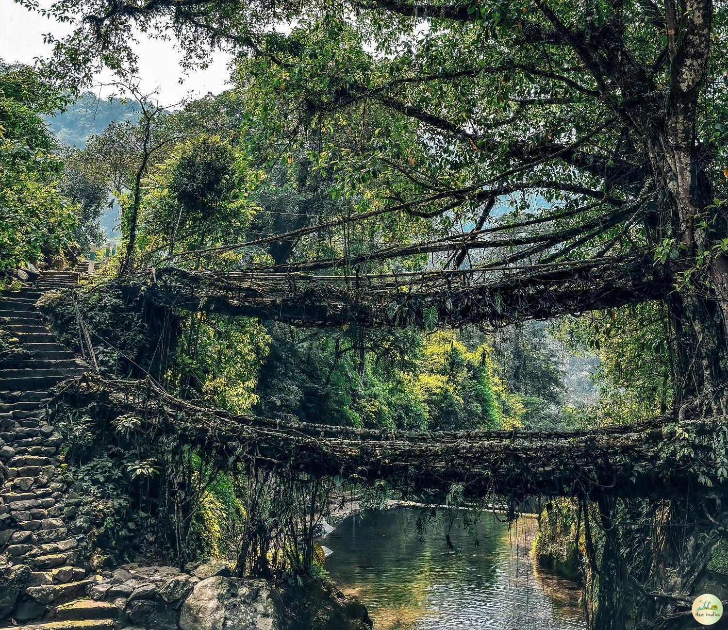 Double Decker Living Root Bridge