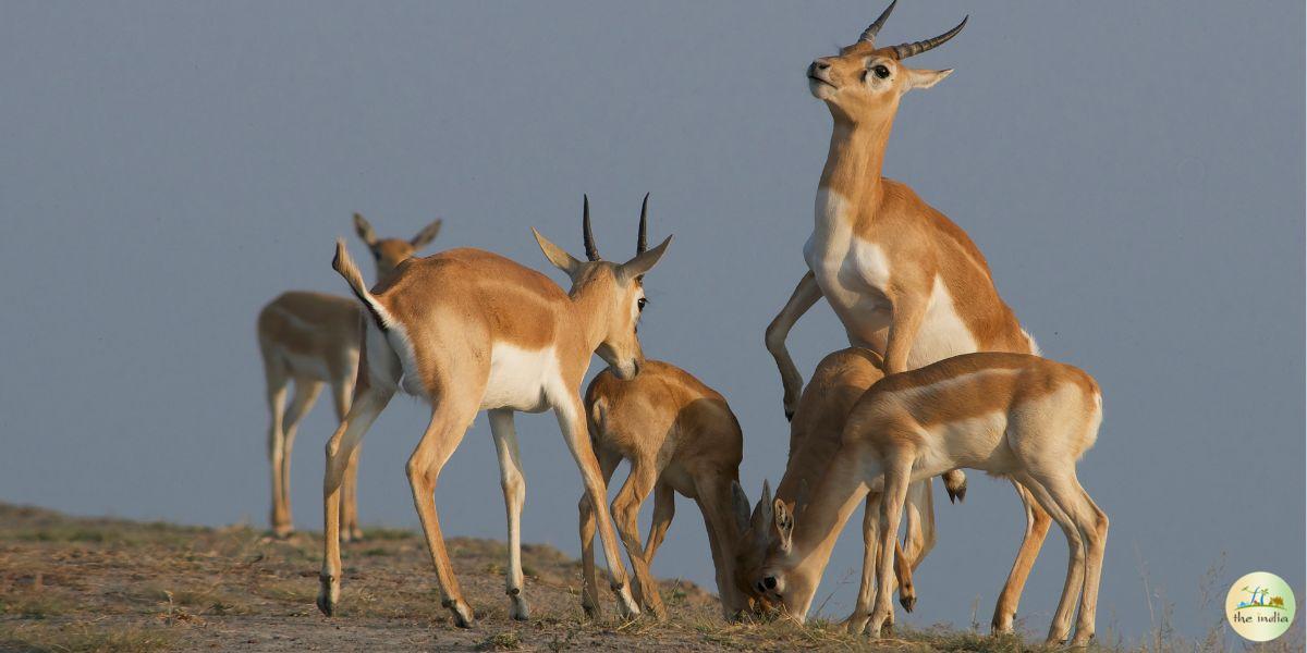 Nagarhole National Park