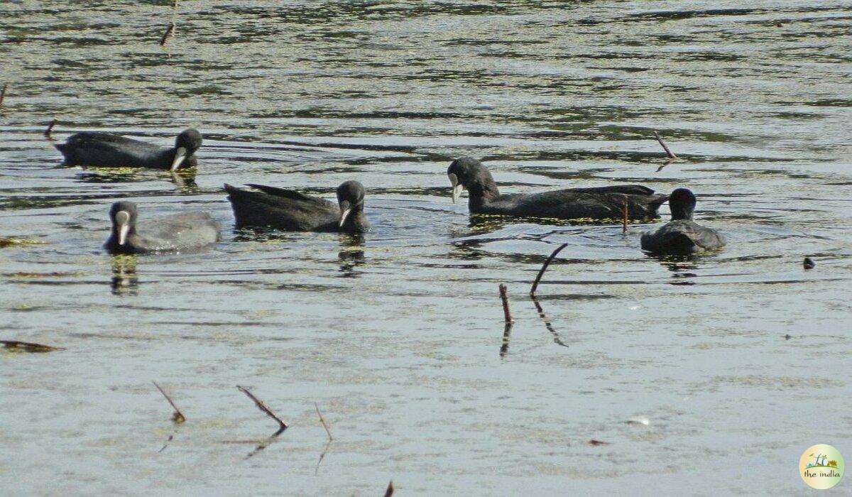 Nawabganj's Bird Sanctuary