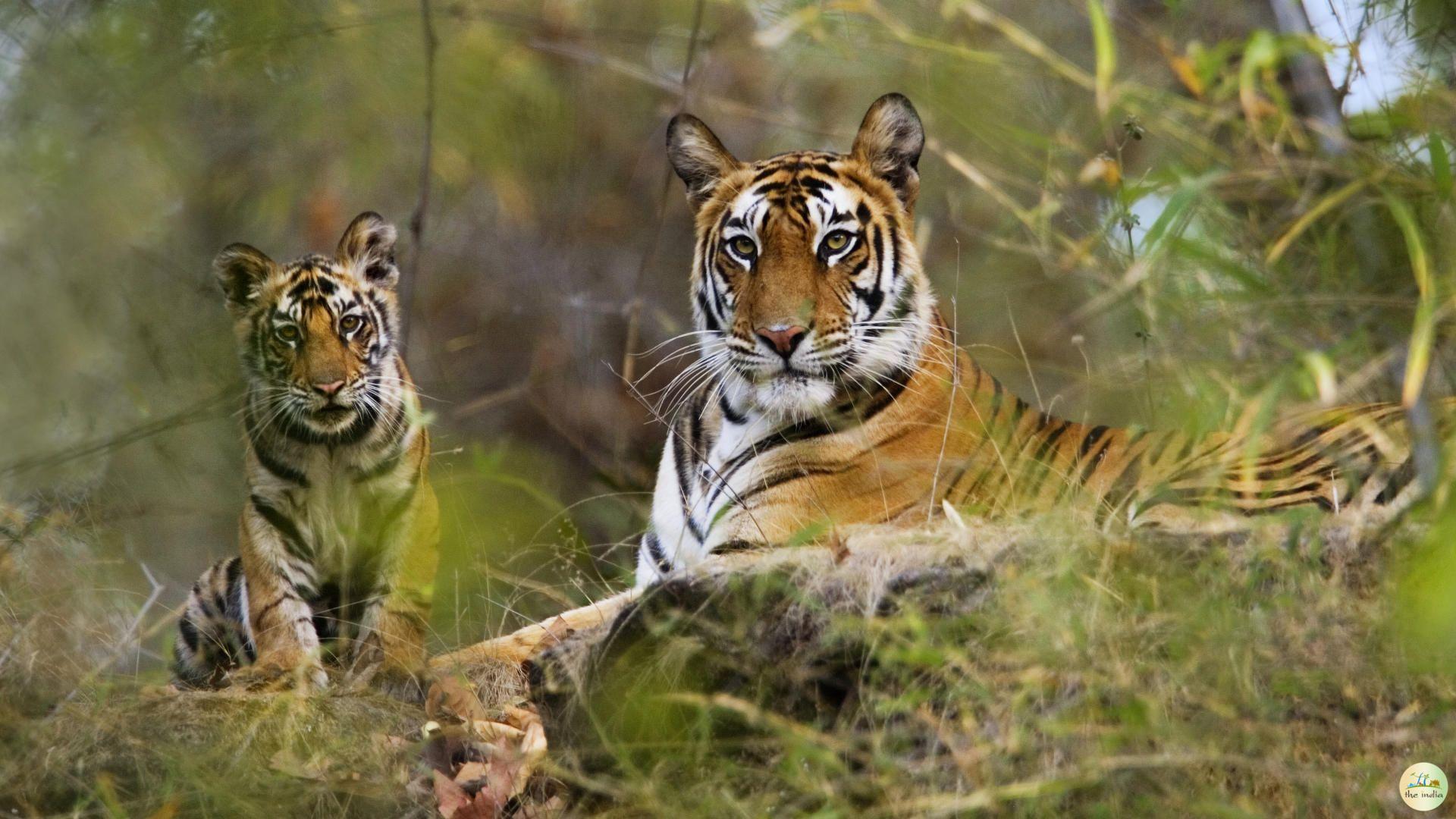 Pench National Park