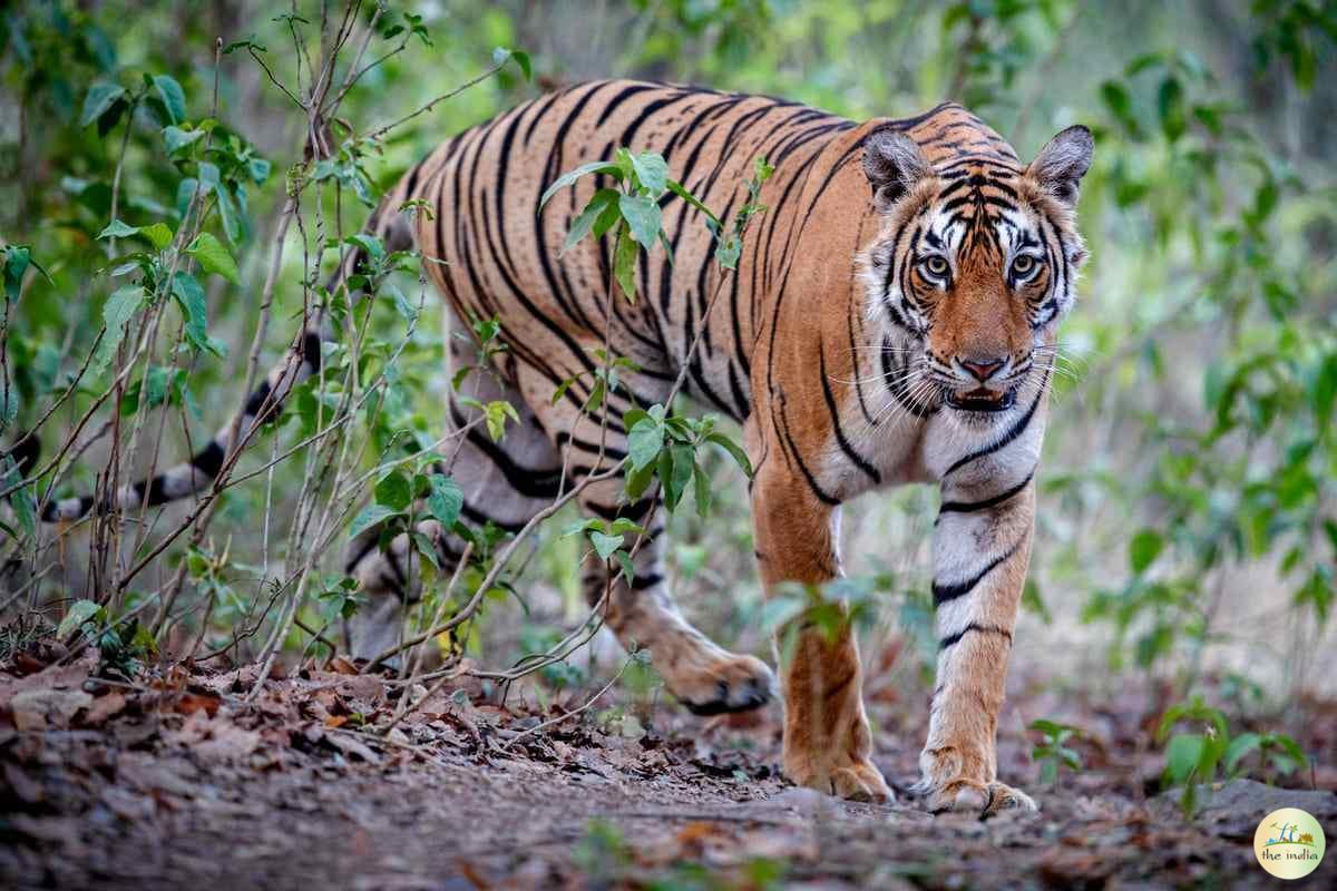 Sundarbans National Park