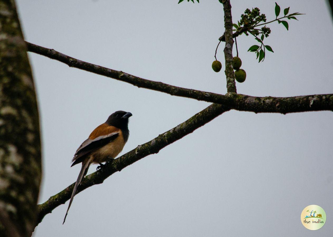 Benog Wildlife Sanctuary Mussorie