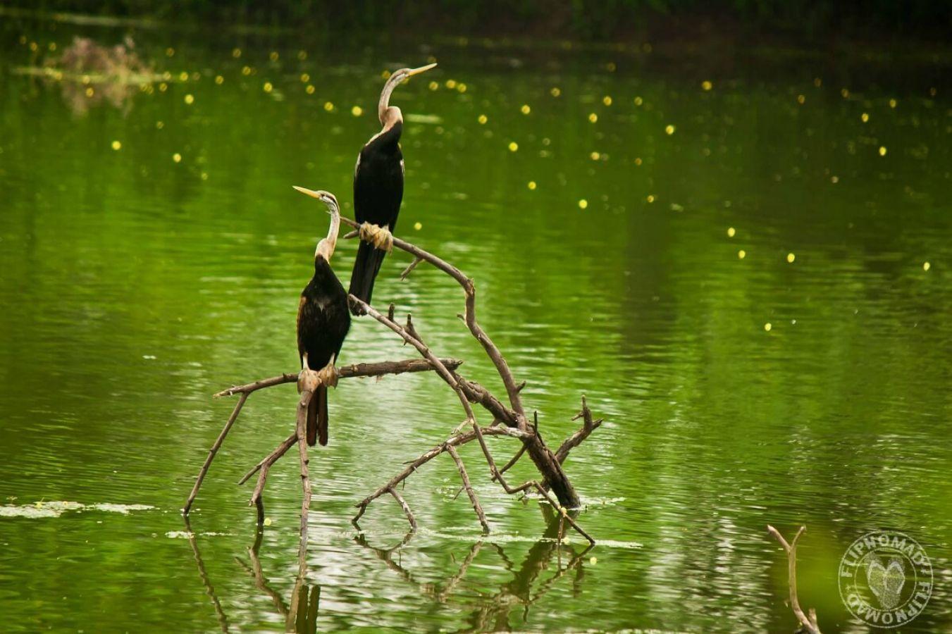 Keoladeo National Park Bharatpur