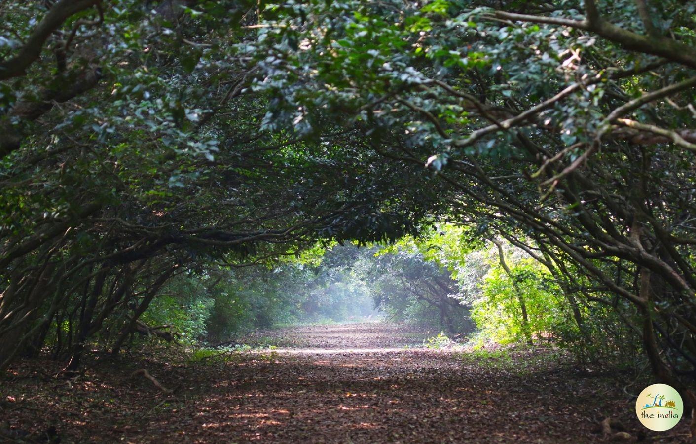 Bhitarkanika National Park Bhitarkanika