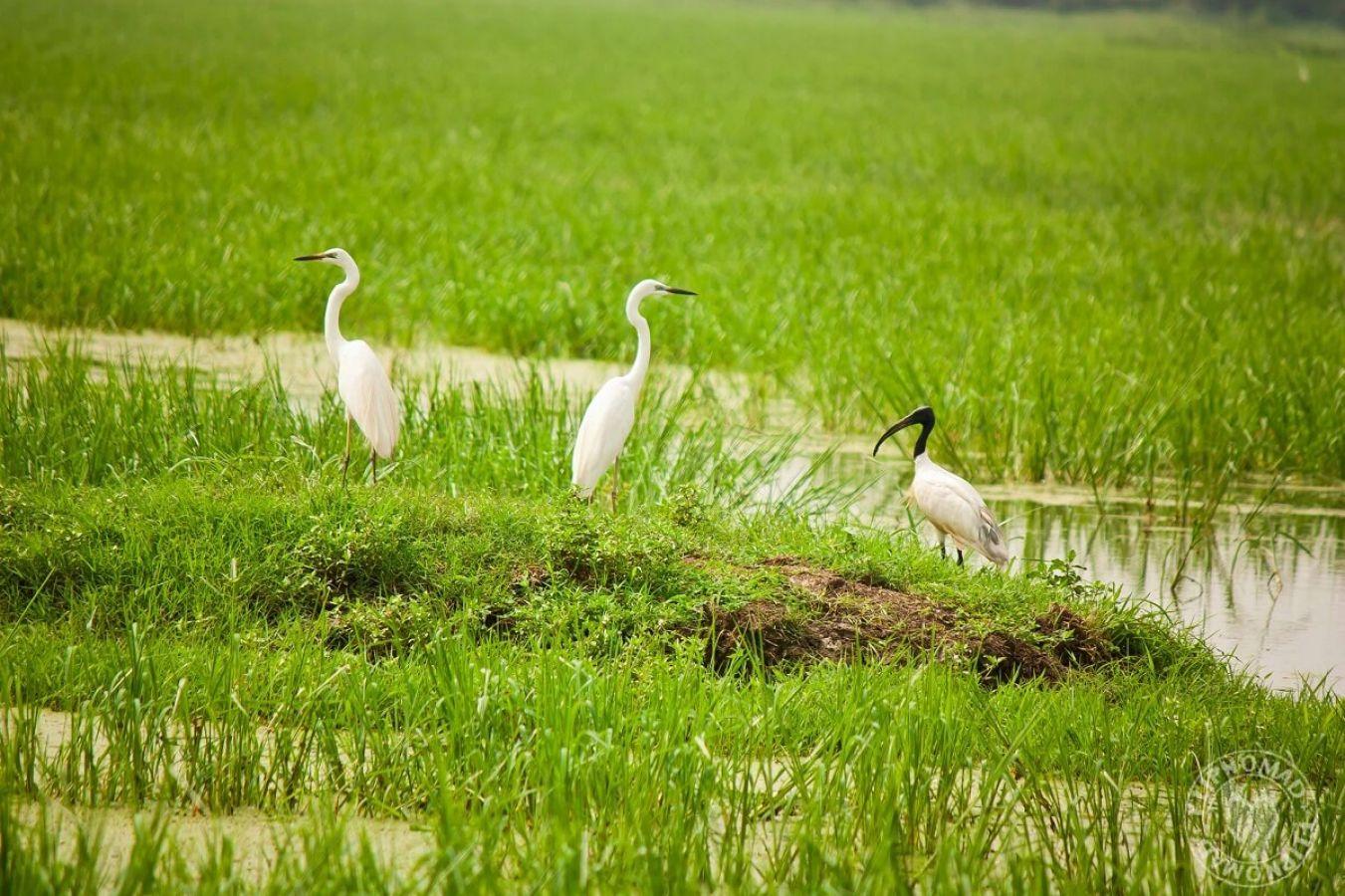 Keoladeo National Park Bharatpur