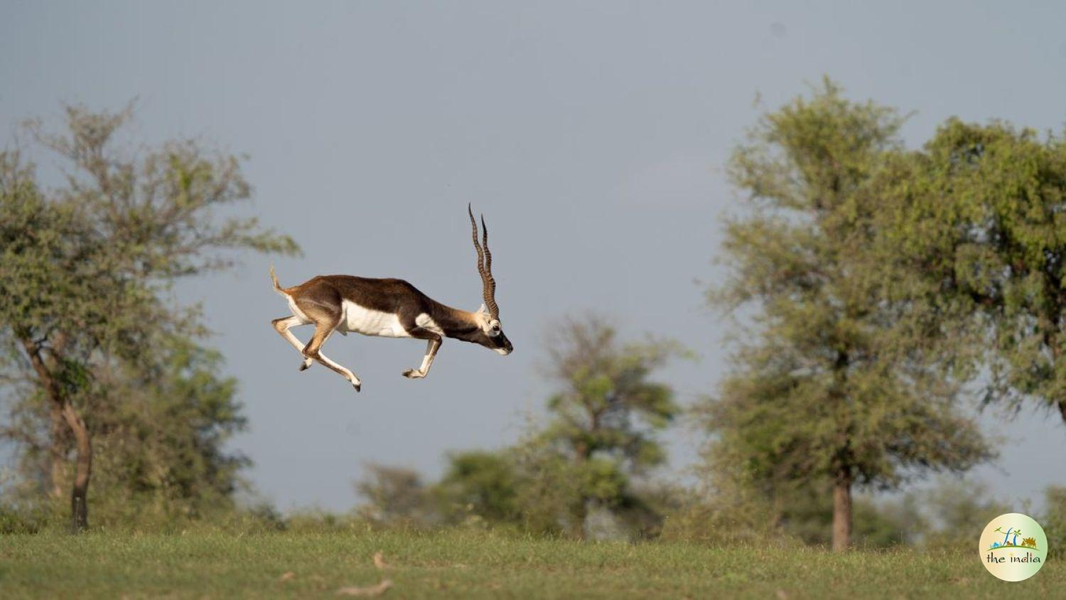 Blackbuck National Park Velavadar