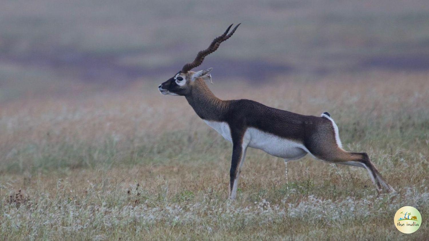 Blackbuck National Park Velavadar