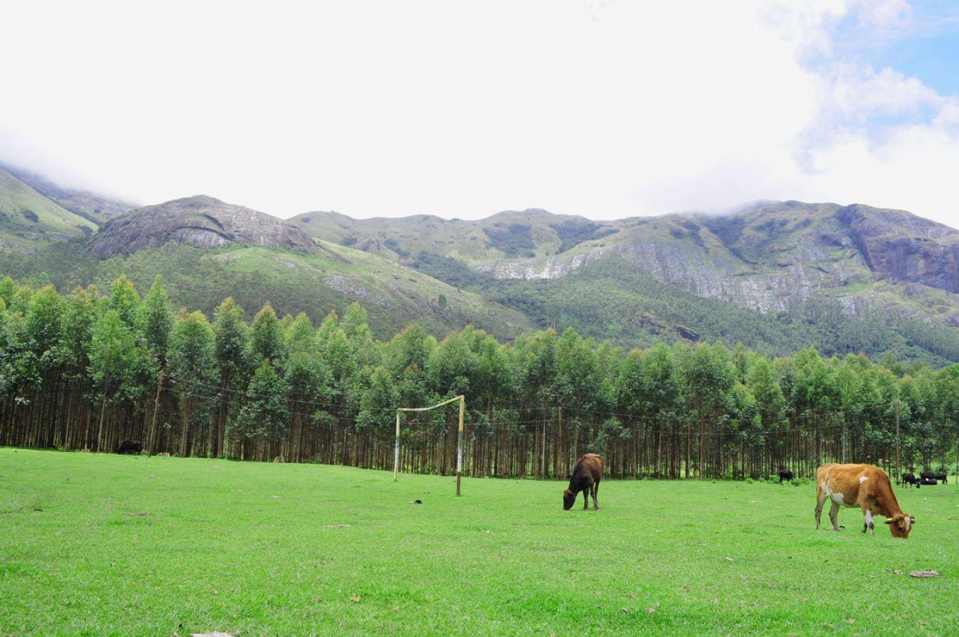 Silent Valley Munnar