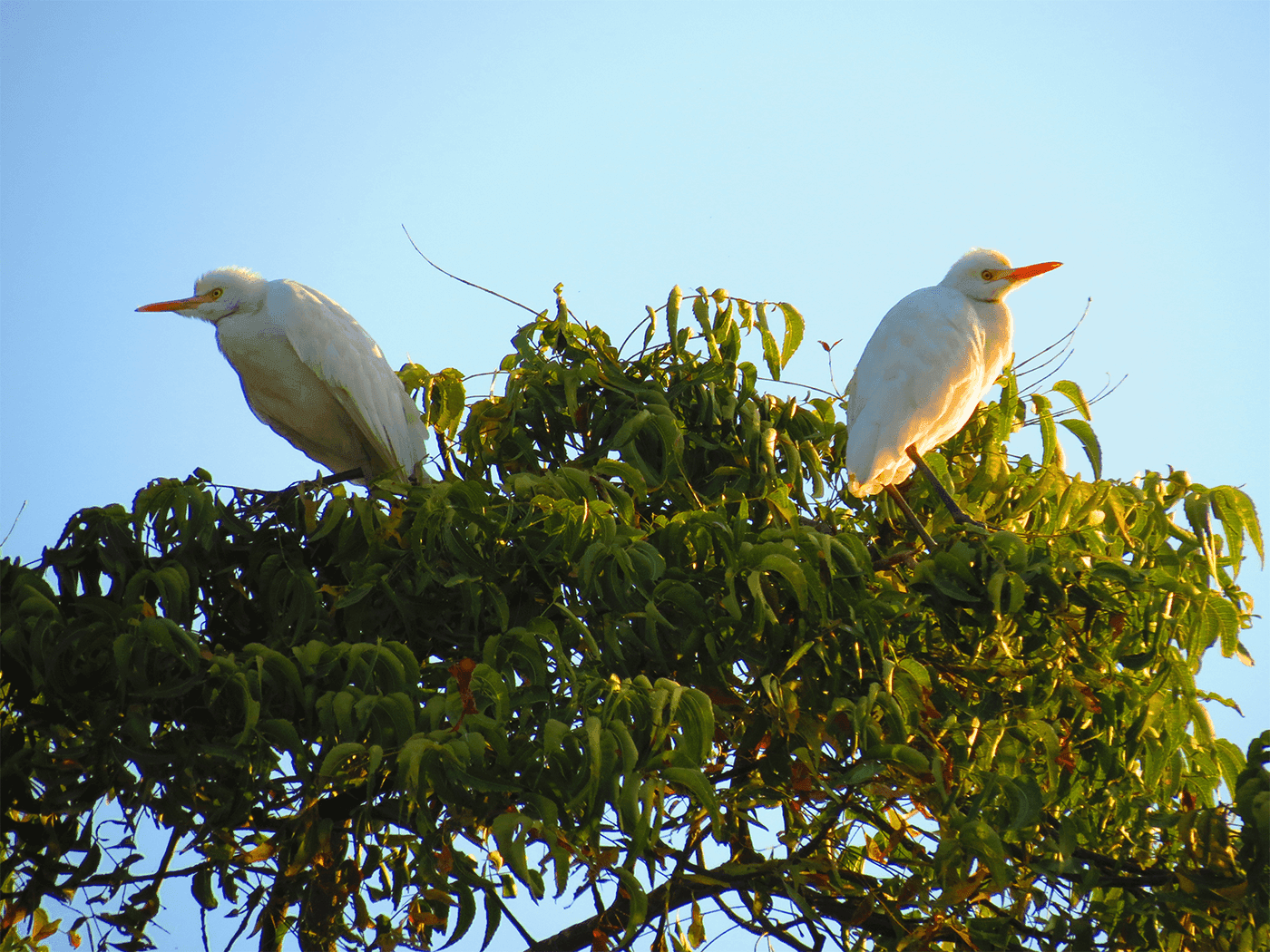 Thol Bird Sanctuary Ahmedabad