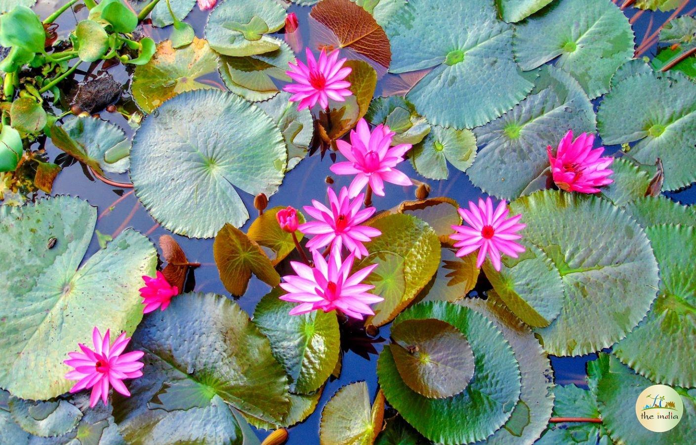 Backwaters of Kerala Kottayam