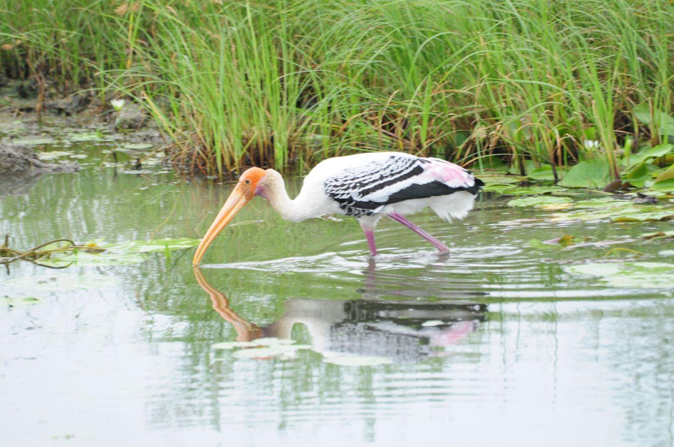 Gaga Wildlife Sanctuary Dwarka