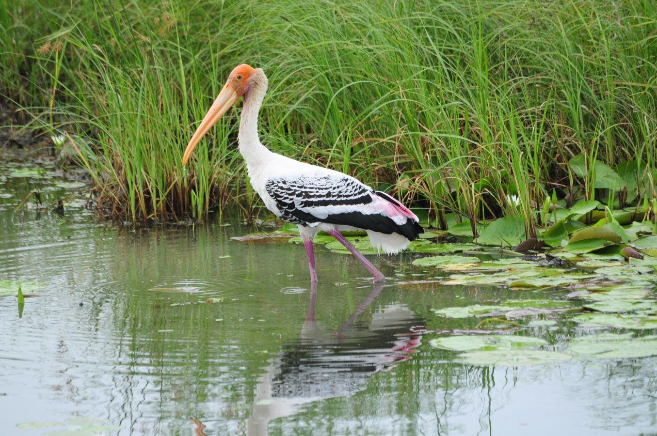 Gaga Wildlife Sanctuary Dwarka