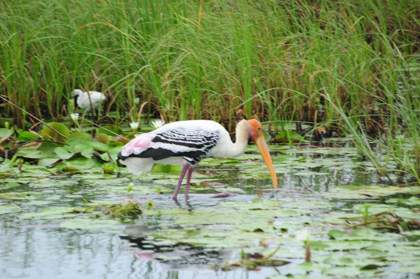 Gaga Wildlife Sanctuary Dwarka