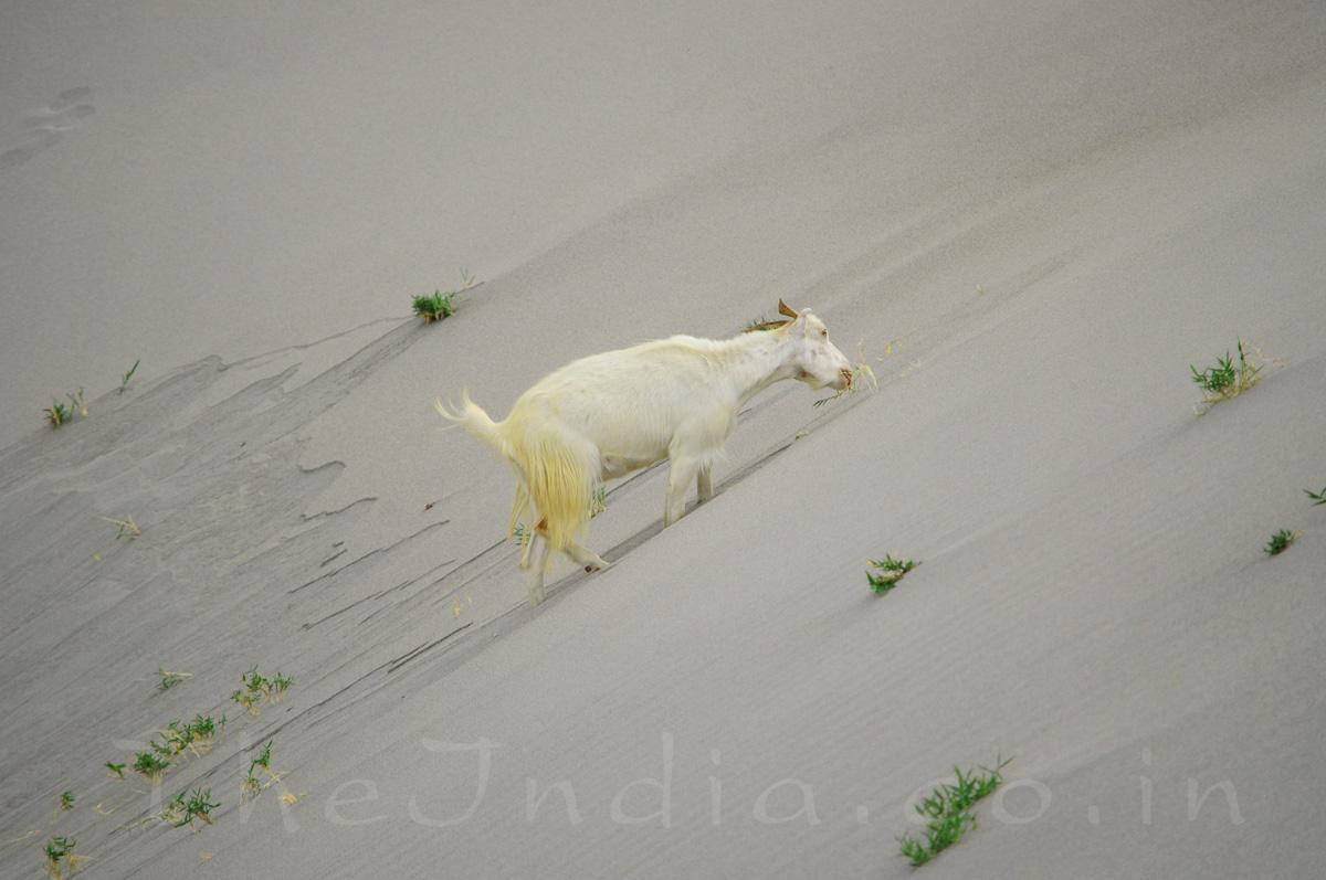 Hunder Sand Dunes Hunder