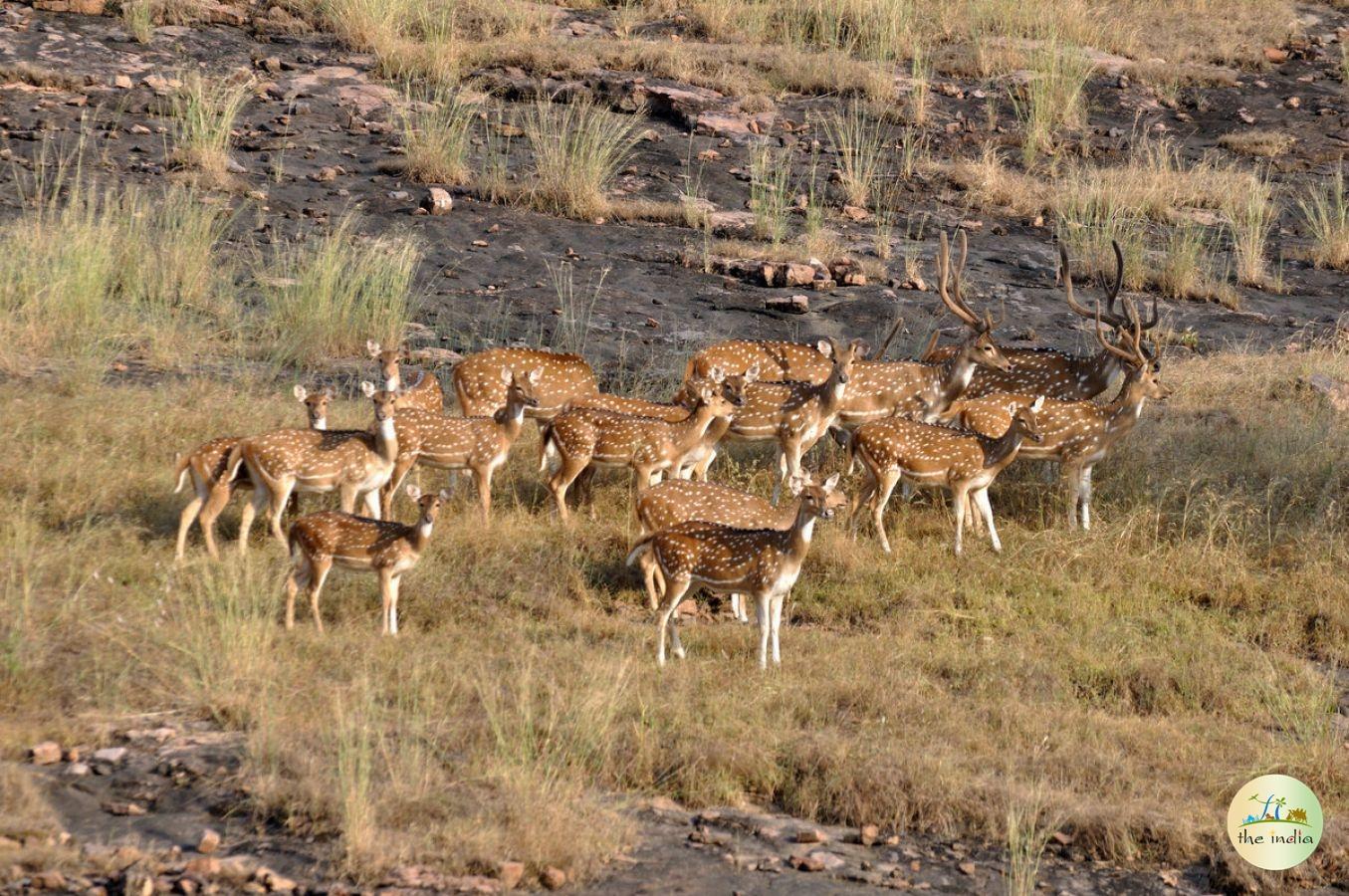 Govind Wildlife Sanctuary and Pashu Vihar National Park Supin Range