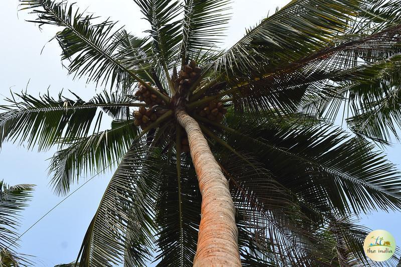 Backwaters of Kerala Kottayam