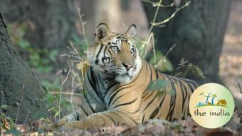 Bandhavgarh National Park Umaria