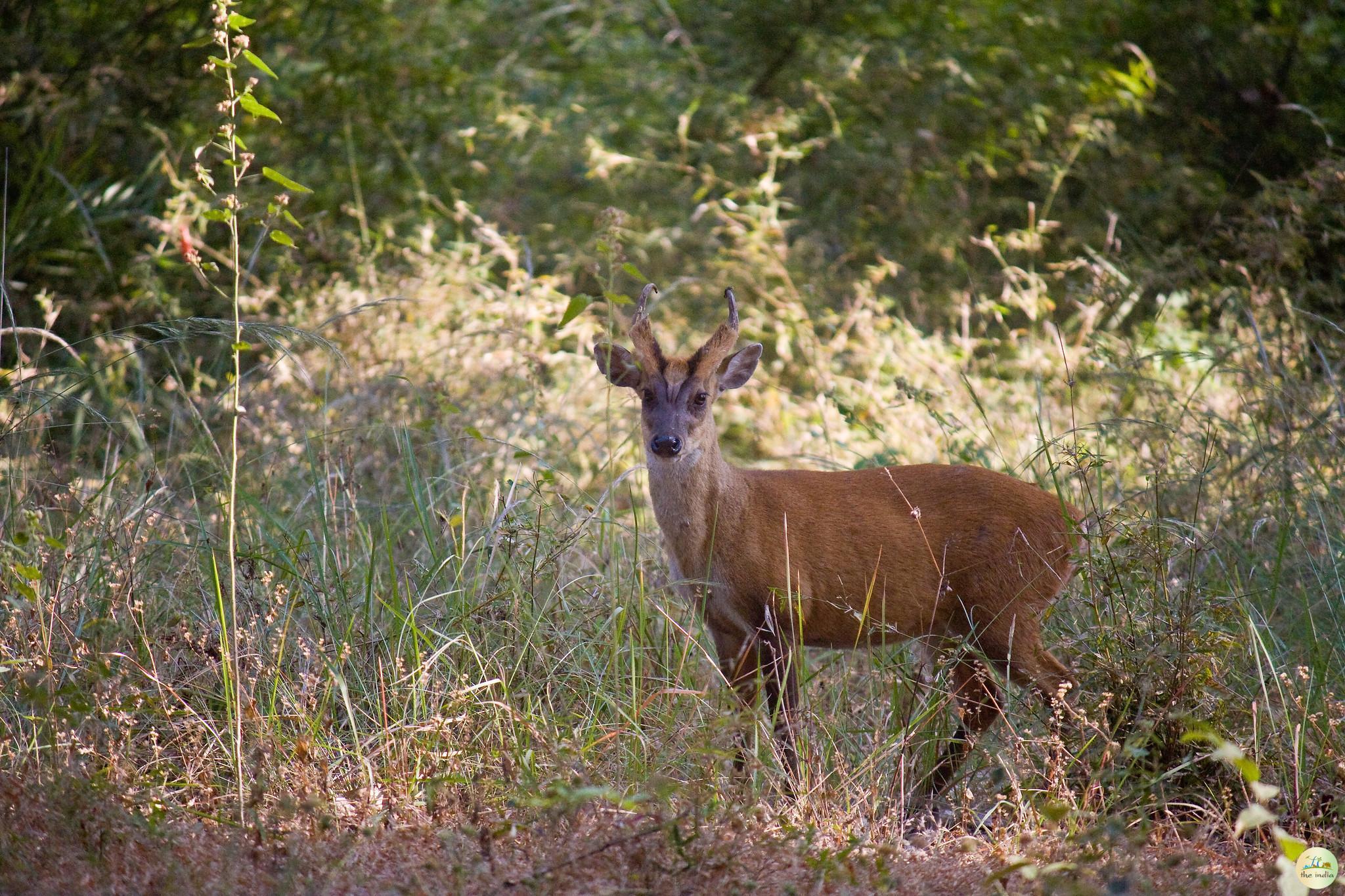 Bandhavgarh National Park Umaria