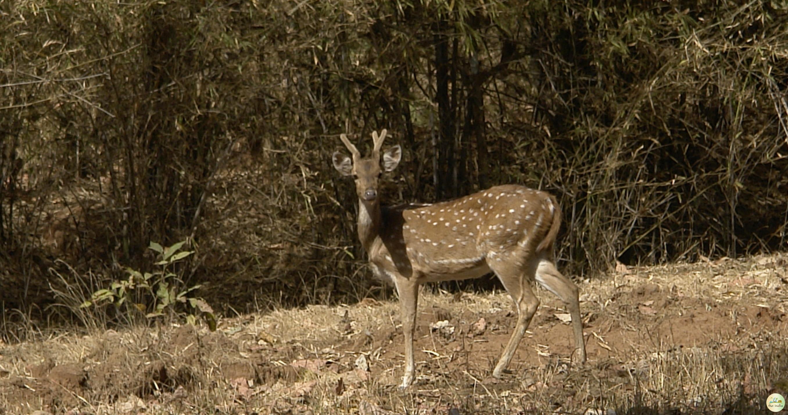 Bandhavgarh National Park Umaria