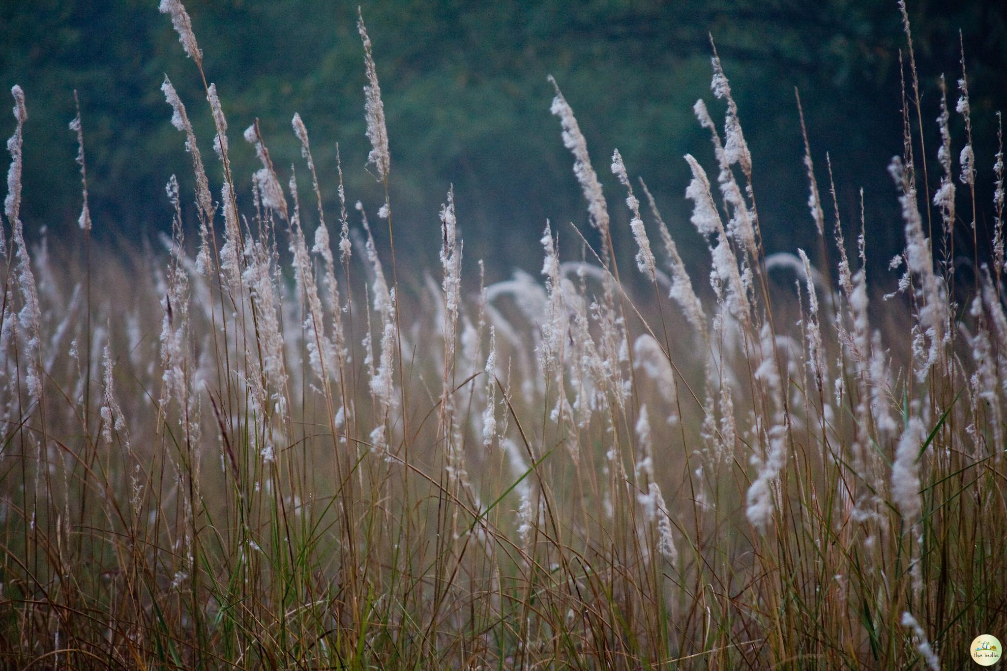 Bandhavgarh National Park Umaria