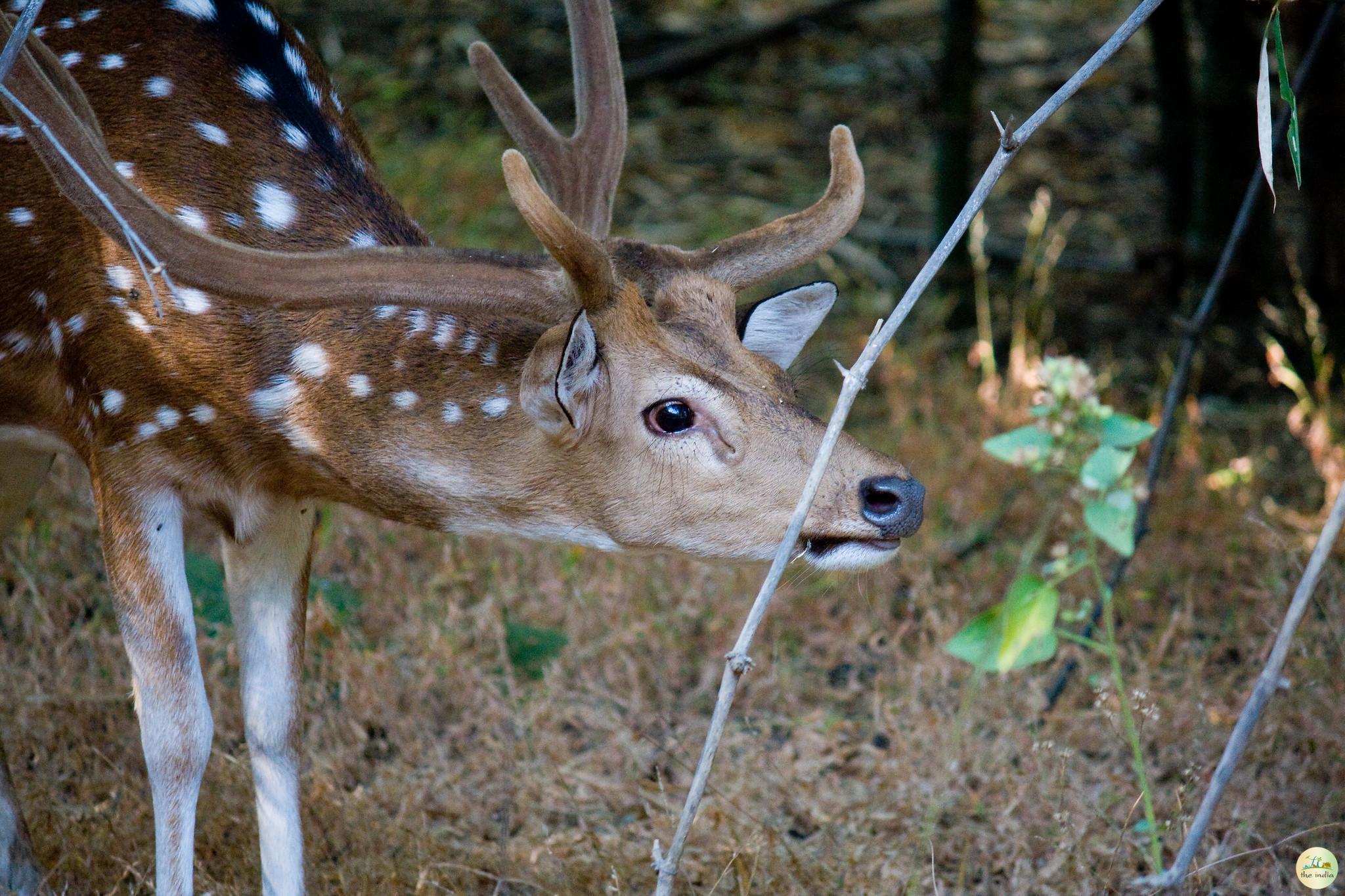 Bandhavgarh National Park Umaria