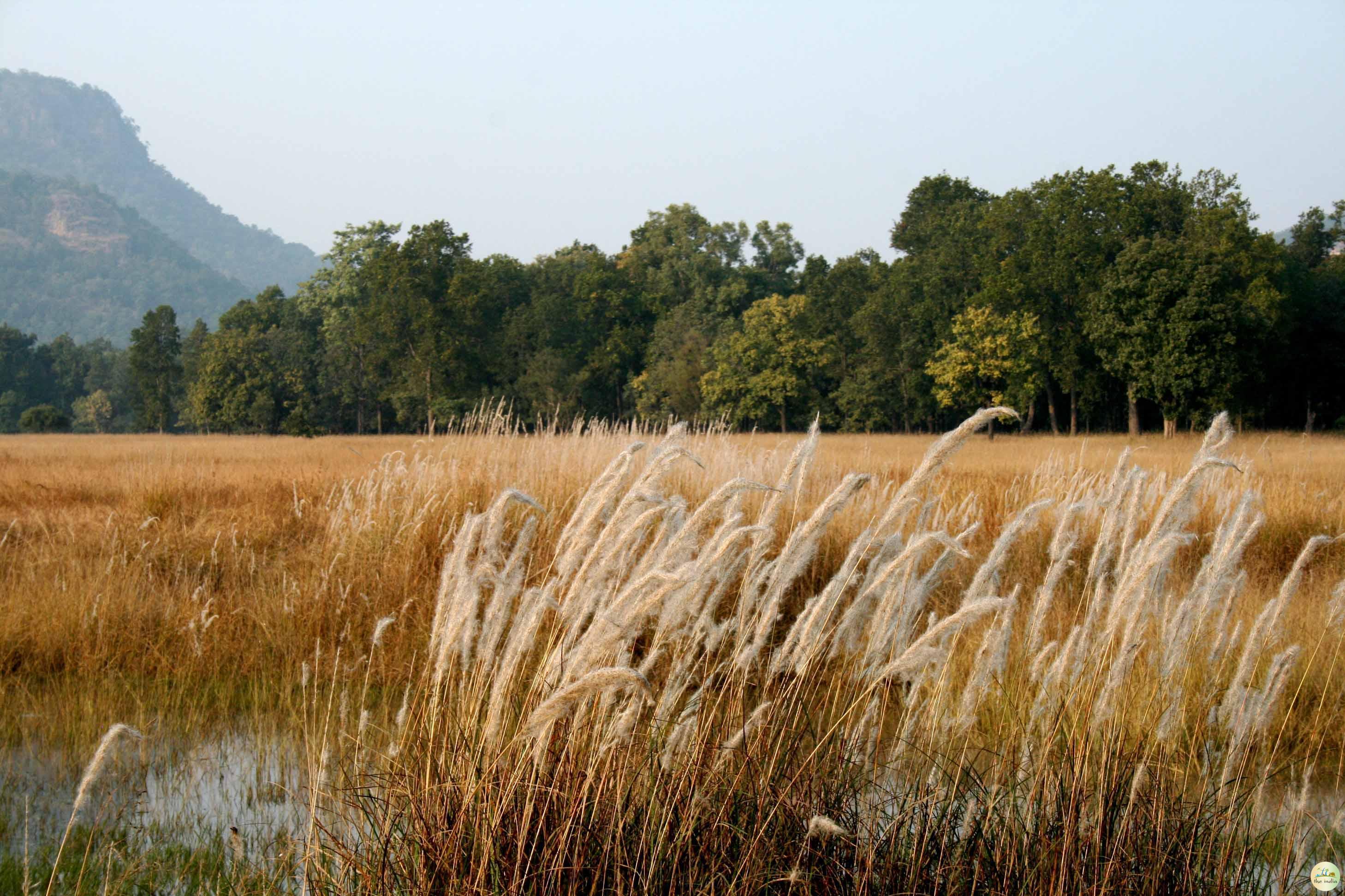 Bandhavgarh National Park Umaria