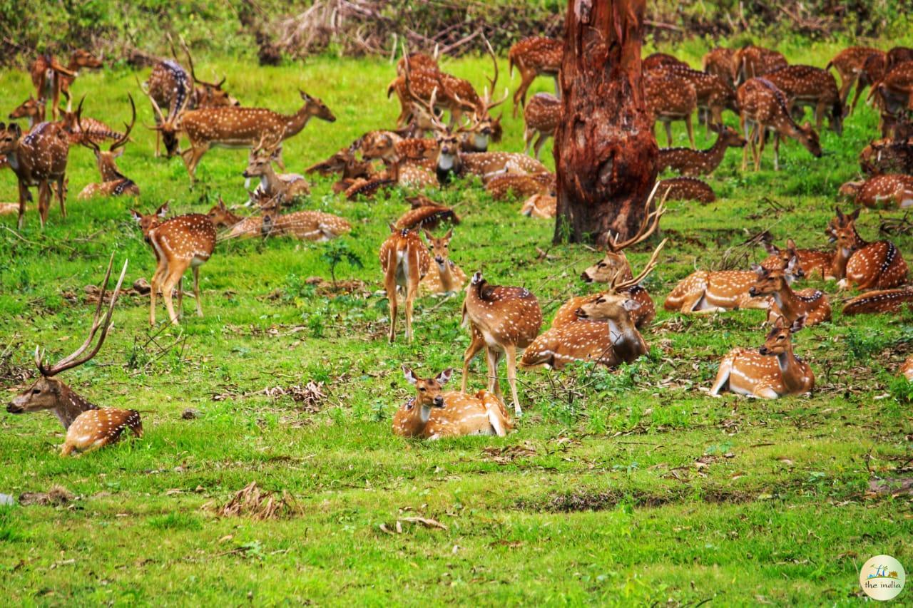 Bandipur National Park Bangalore