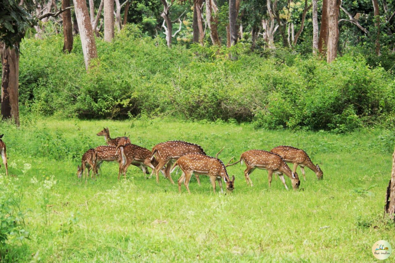 Bandipur National Park Bangalore