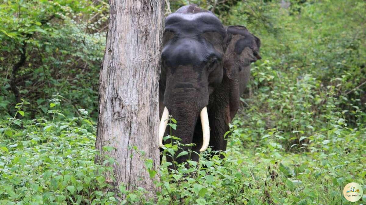 Bandipur National Park Bangalore