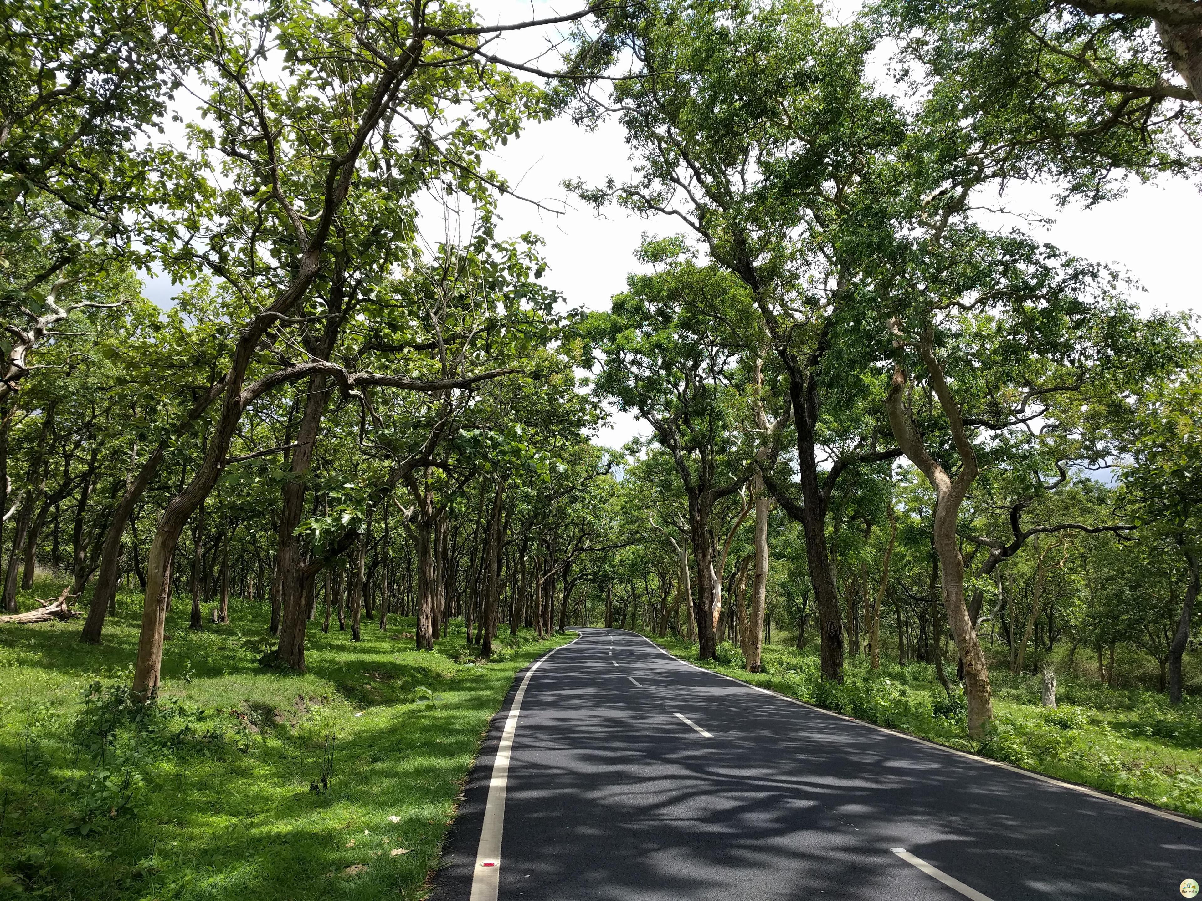 Bandipur National Park Bangalore