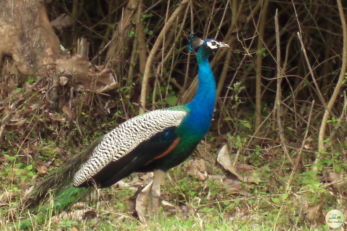 Bandipur National Park Bangalore