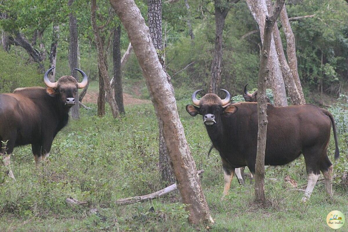 Bandipur National Park Bangalore