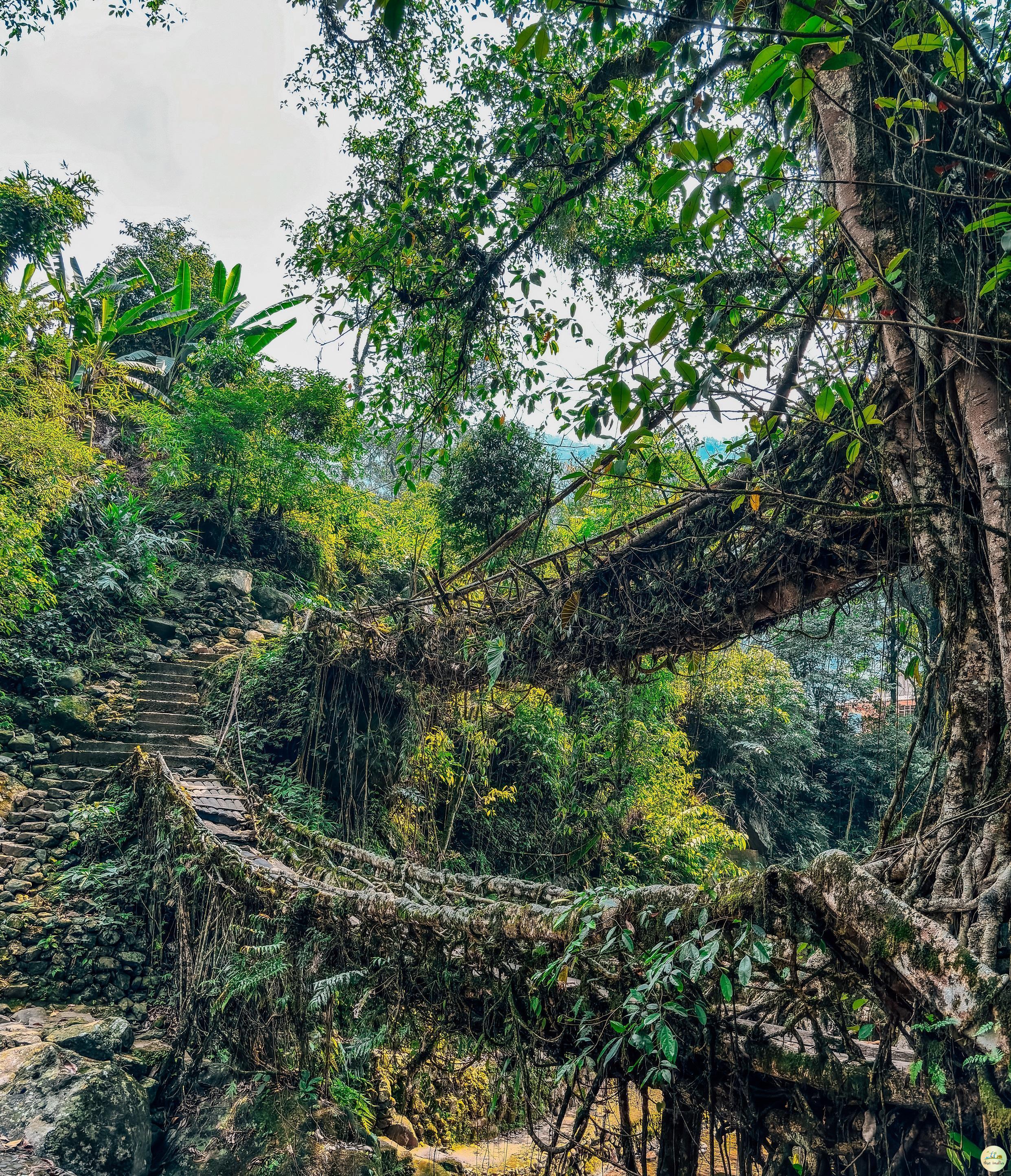 Double Decker Living Root Bridge Cherrapunji (Sohra)