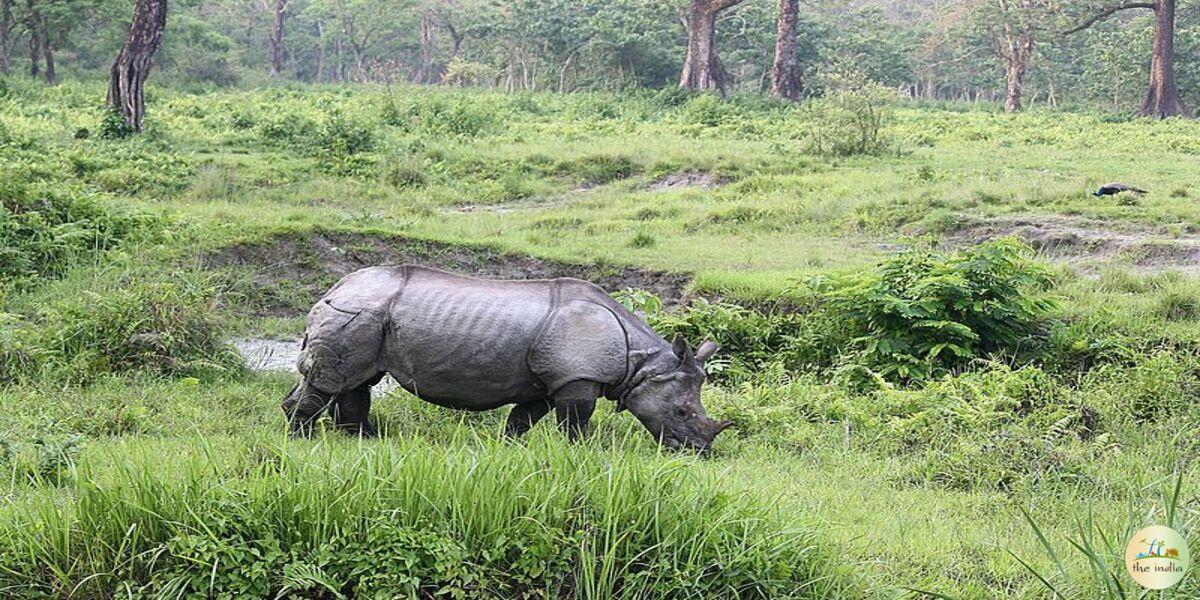 Jaldapara National Park Alipurduar